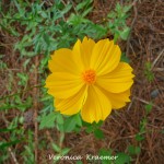 Próteses para impressoras 3D 