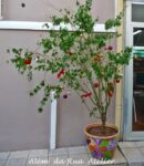 Minha árvore de Natal improvisada